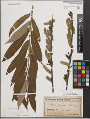 Foto von Salix cinerea L. x Salix viminalis L.